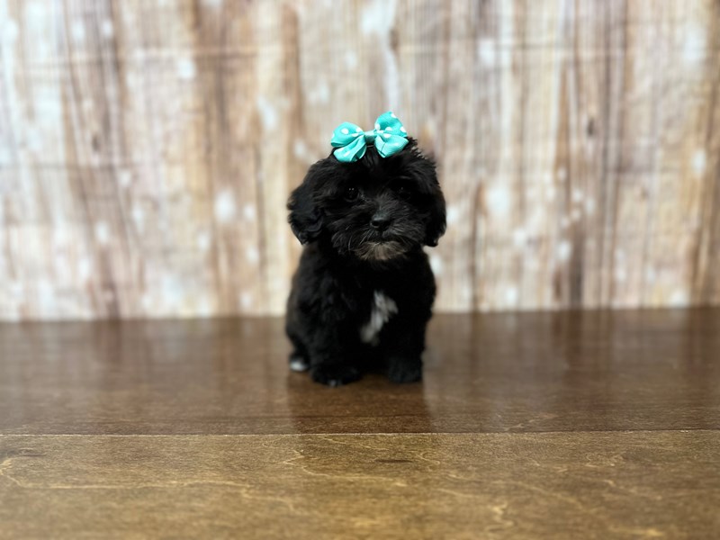 [#3865] Pepper - Black and white Female Lhasapoo Puppies for Sale