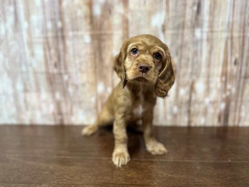 Cocker Spaniel Dog Female Red 3862