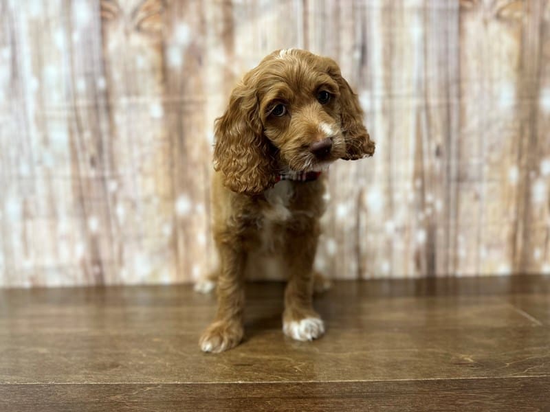 Cockapoo Dog Male Tan and white 3853