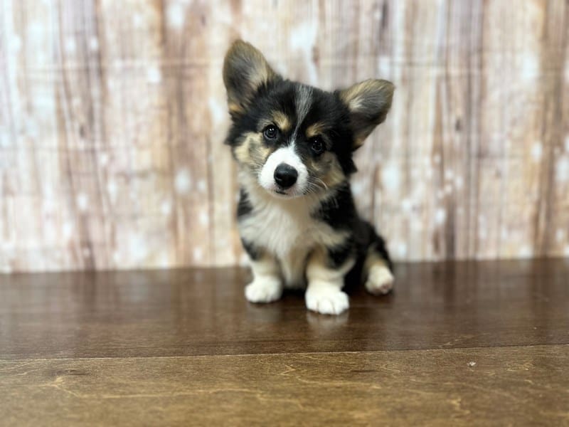 Pembroke Welsh Corgi Dog Male Tri Color 3882