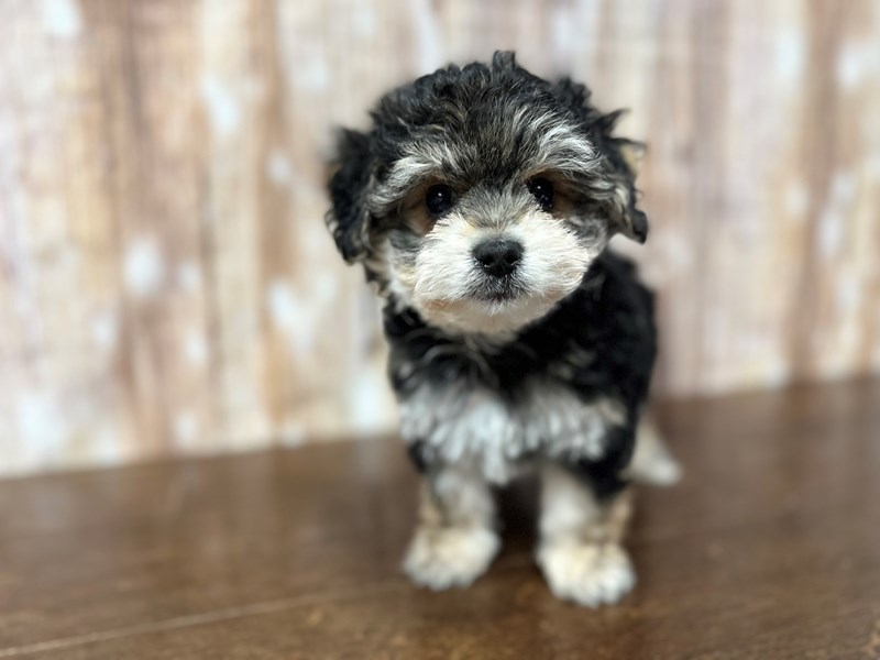 [#3872] Mason - Black with white and tan Male YorkieChon Puppies for Sale