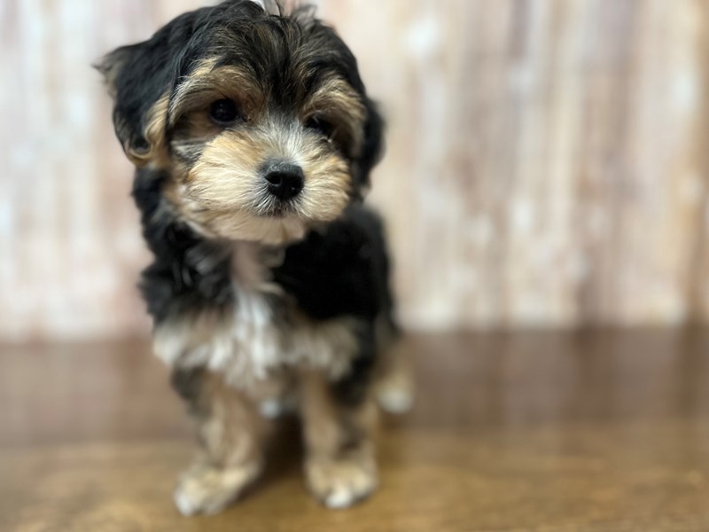 [#3870] Bo - Black and tan Male YorkieChon Puppies for Sale