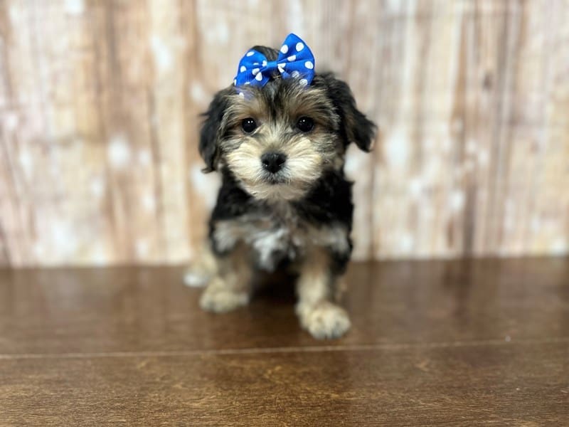 YorkieChon Dog Female Black and tan 3869