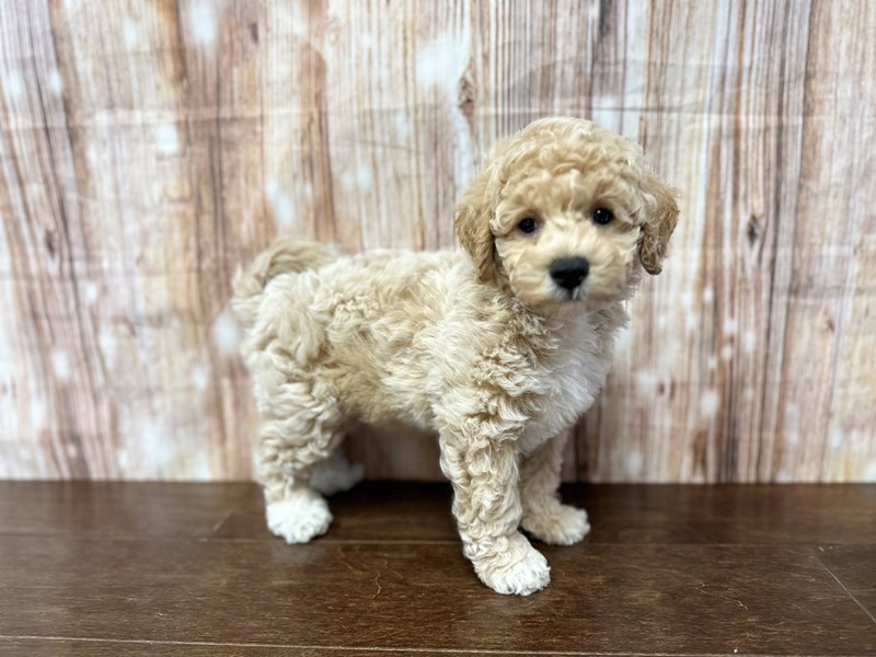 [#3876] Valor - Apricot Male Bichapoo Puppies for Sale