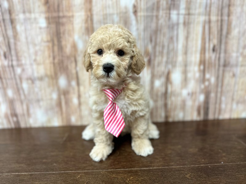 [#3879] Ivan - Apricot Male Bichapoo Puppies for Sale