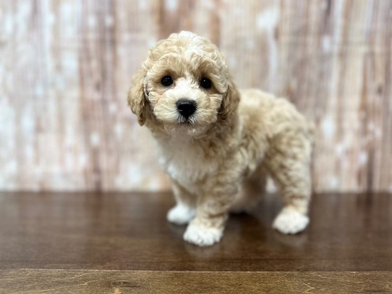 [#3877] Daxton - Apricot Male Bichapoo Puppies for Sale