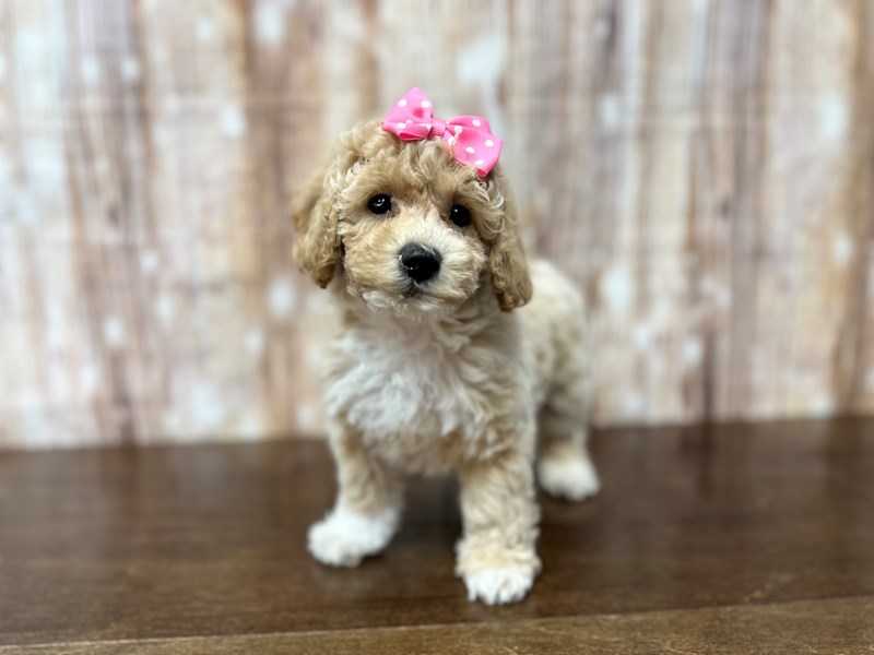 [#3880] Elowen - Apricot and white Female Bichapoo Puppies for Sale