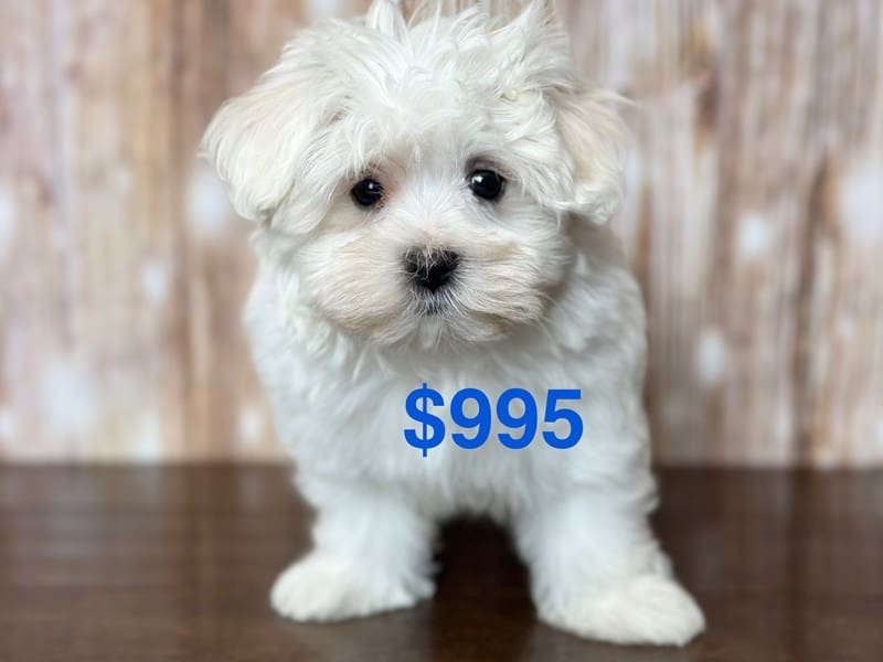 Maltichon Dog Female White 3786
