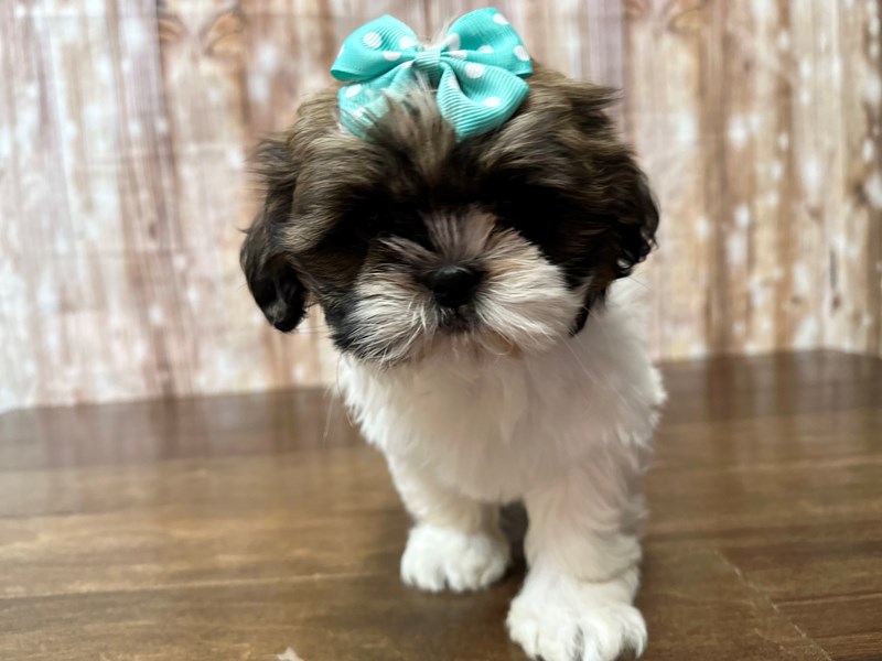 [#3897] Shelly - Brown and white Female Shih Tzu Puppies for Sale