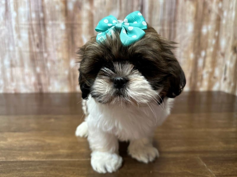 Shih Tzu Dog Female Brown and white 3897