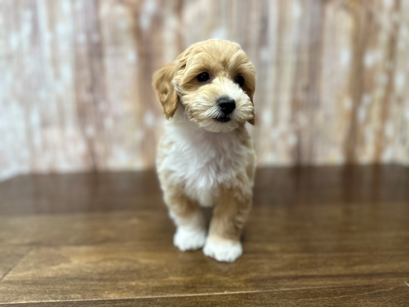 [#3885] Samson - Tan and white Male Morkie (Yorkshire Terrier X Maltese) Puppies for Sale