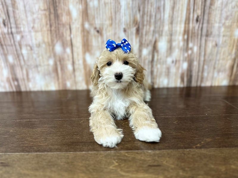 Morkie (Yorkshire Terrier X Maltese) Dog Female Tan and white 3889