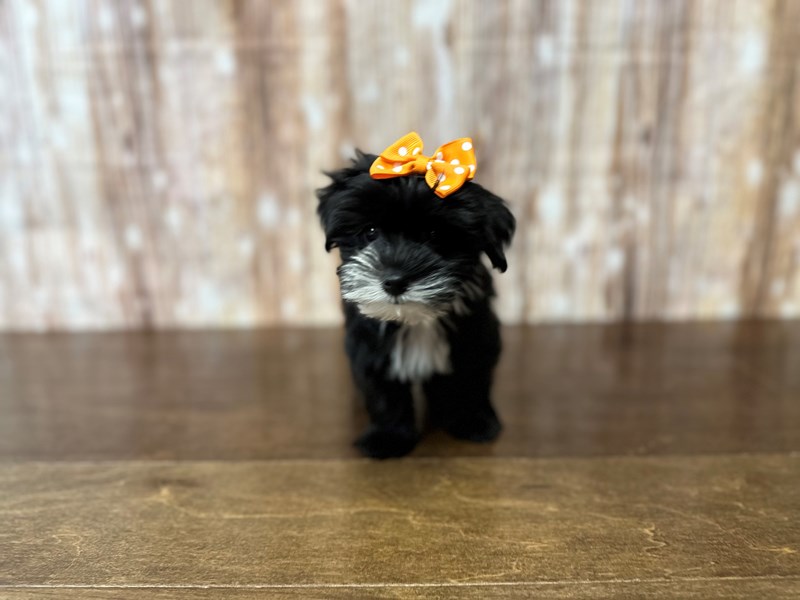 [#3887] Petunia - Black with white Female Morkie (Yorkshire Terrier X Maltese) Puppies for Sale