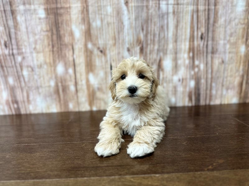 [#3888] Ginger - Tan and white Female Morkie (Yorkshire Terrier X Maltese) Puppies for Sale