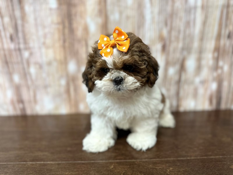 [#3896] Bubbles - Brown and white Female Shih Tzu Puppies for Sale