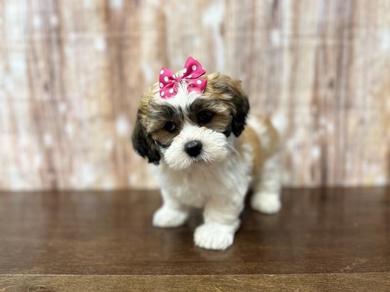 [#3890] Clementine - Brown and white with black Female Teddy Bear (Shihchon) Puppies for Sale
