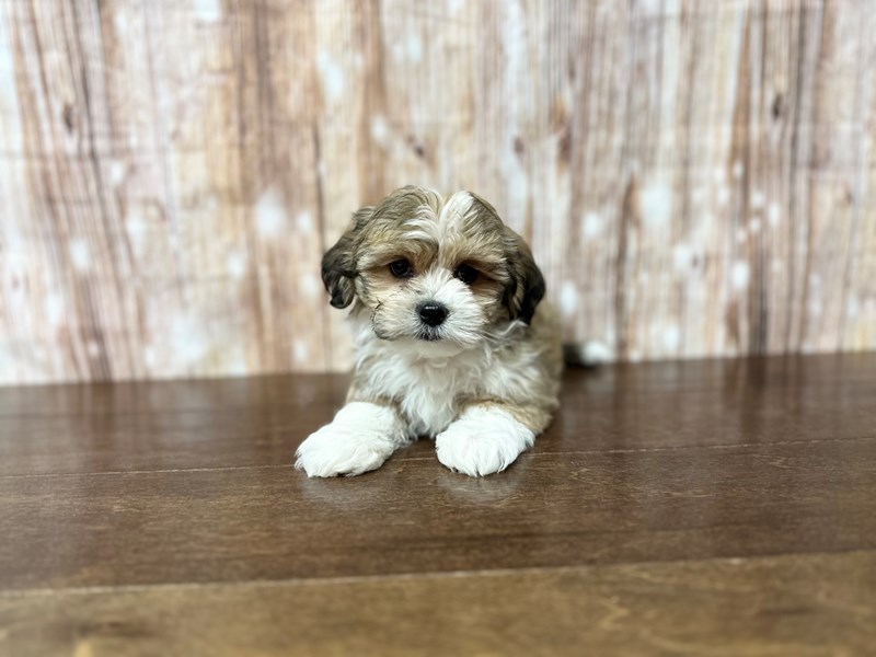 [#3895] Preston - Brown and white with black Male Teddy Bear (Shihchon) Puppies for Sale
