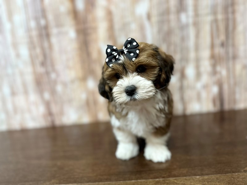 [#3891] Tilly - Brown and white with black Female Teddy Bear (Shihchon) Puppies for Sale