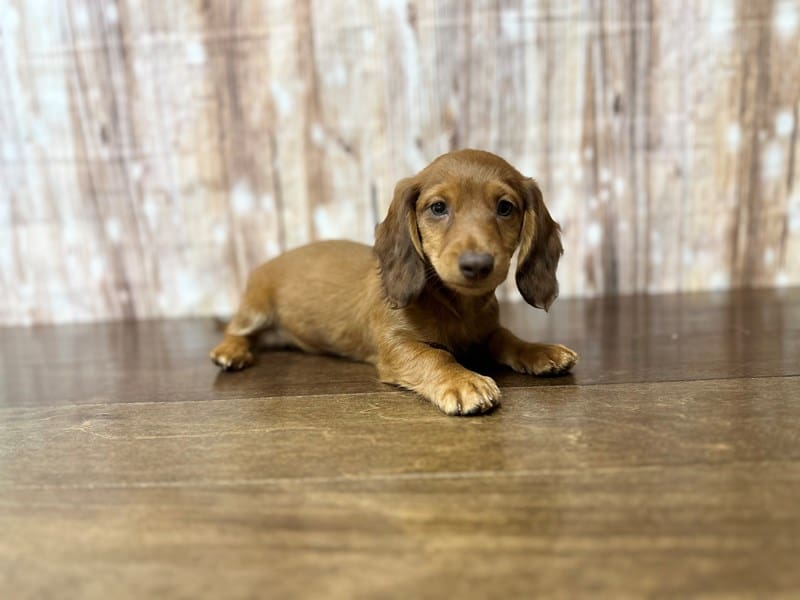 Dachshund Dog Male Red 3904