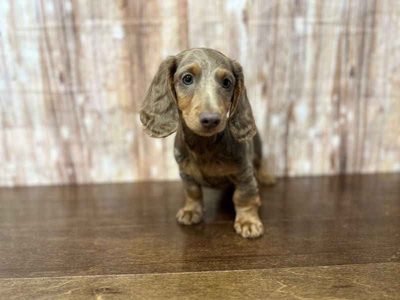 Dachshund Dog Male Isabella 3903