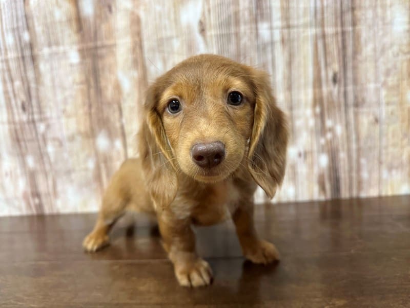 Dachshund Dog Female Red Dapple 3905