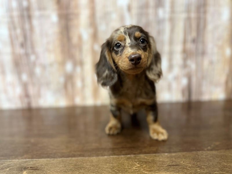 Dachshund Dog Female Chocolate Dapple 3908