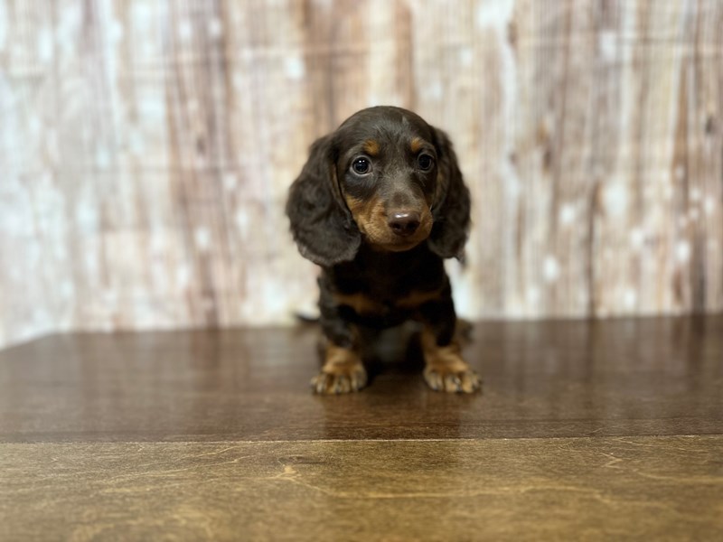 [#3909] Ovaltine - Chocolate and tan Male Dachshund Puppies for Sale