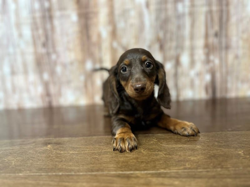 Dachshund Dog Male Chocolate and tan 3909