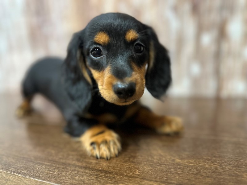 [#3907] Everlyn - Black and tan Female Dachshund Puppies for Sale