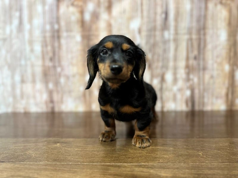 Dachshund Dog Male Black and tan 3906