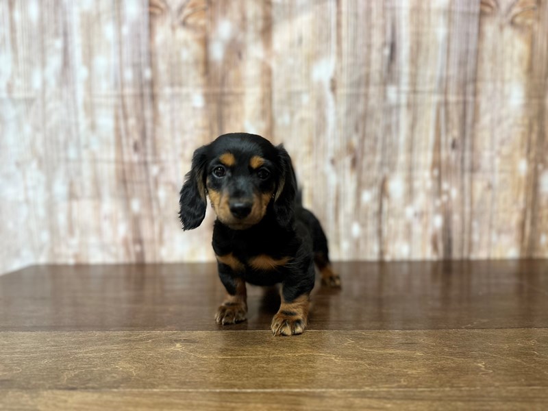 [#3906] Sparky - Black and tan Male Dachshund Puppies for Sale