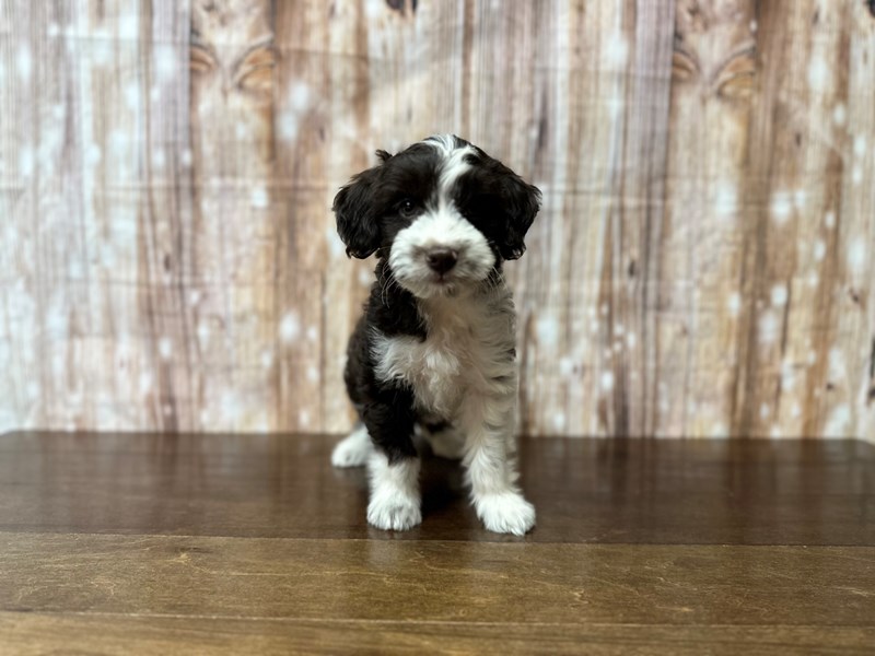 [#3902] Cleo - Chocolate and white Female Mini Aussiedoodle Puppies for Sale
