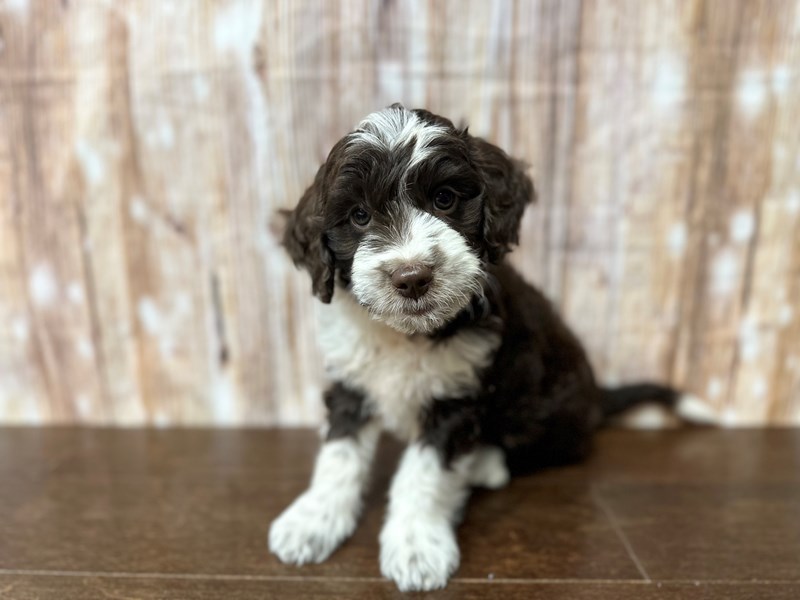 [#3899] Norman - Chocolate and white Male Mini Aussiedoodle Puppies for Sale