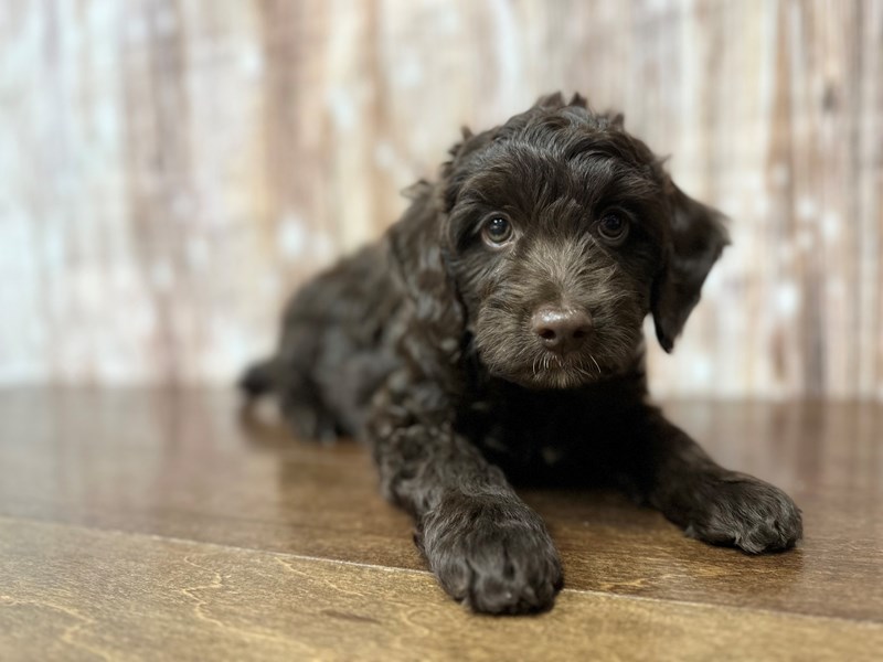 [#3901] Apollo - Chocolate Male Mini Aussiedoodle Puppies for Sale