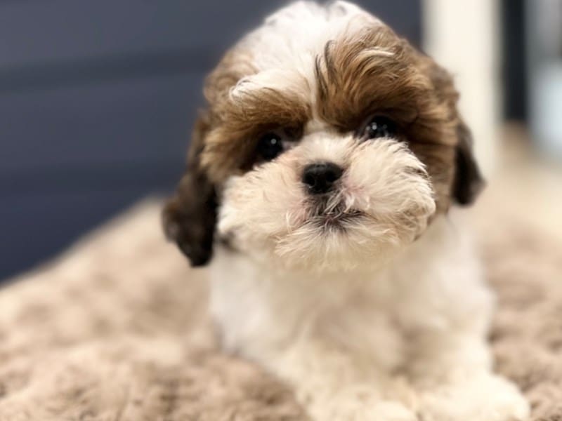 Shih Tzu Dog Female Brown and white 3898