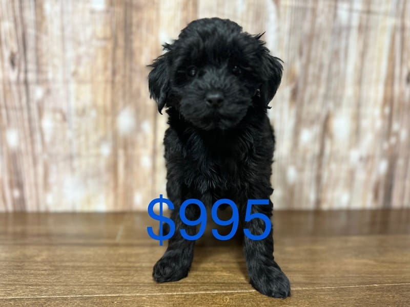 Yorkiepoo Dog Male Black 3814