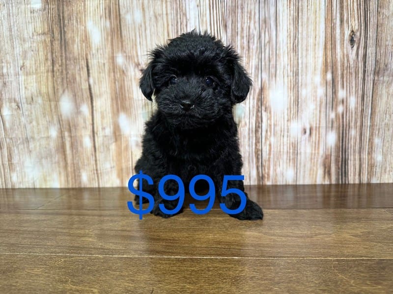 Yorkiepoo Dog Female Black 3816