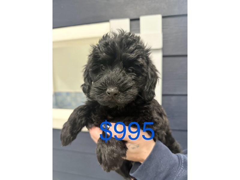 [#3815] Blaine - Black Male Yorkiepoo Puppies for Sale