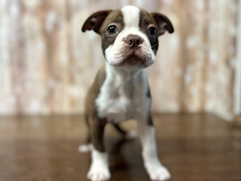 Boston Terrier Dog Male Red and white 3913