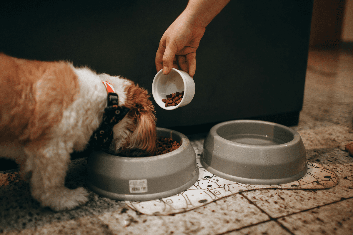 What Can Puppies Eat? Tasty Treats and Food to Avoid