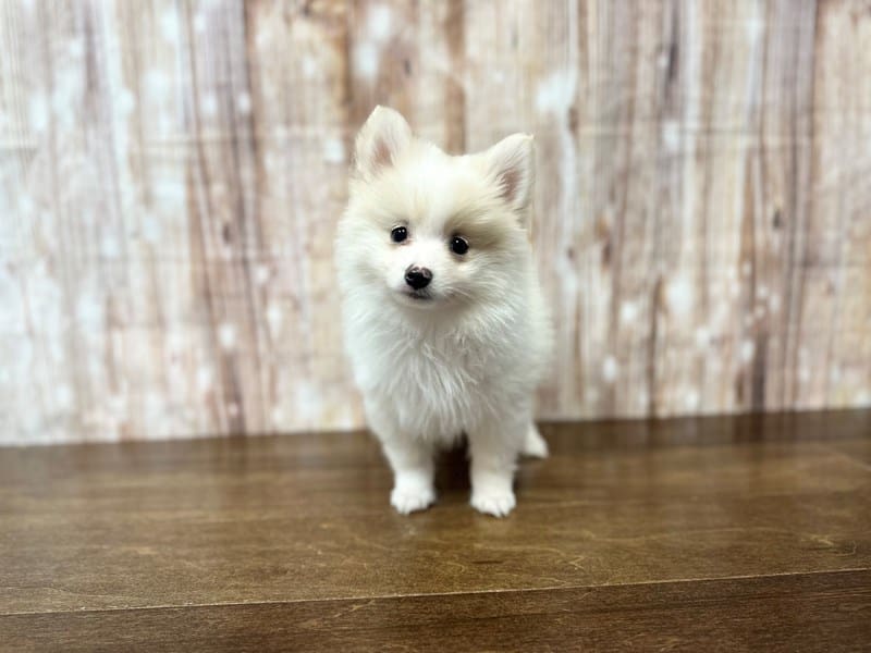 Pomeranian Dog Male White with tan 3810