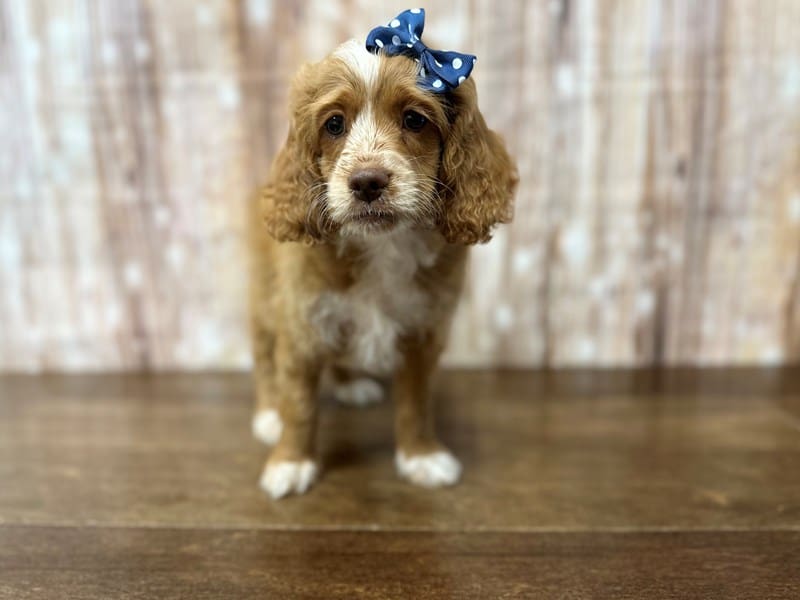 Cockapoo Dog Female Tan and white 3855