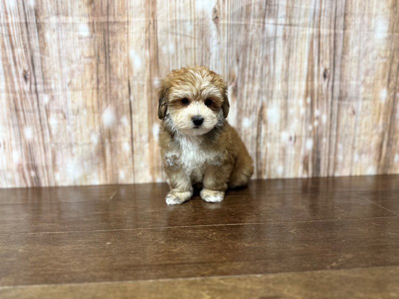 [#3874] Camden - Brown and white Male YorkieChon Puppies for Sale