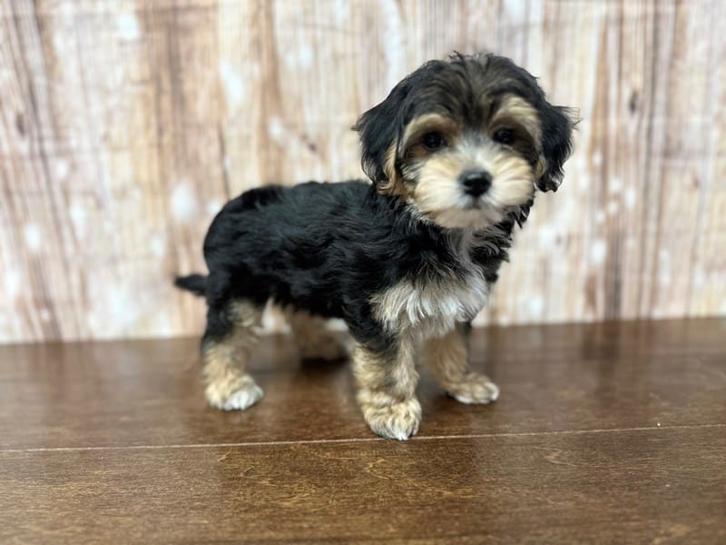 [#3870] Bo - Black and tan Male YorkieChon Puppies for Sale