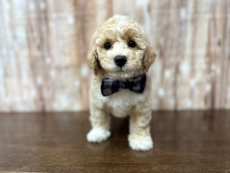 Bichapoo Dog Male Apricot 3877