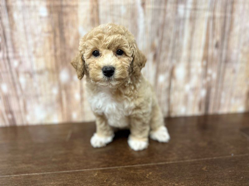 [#3875] Hawthorne - Apricot Male Bichapoo Puppies for Sale