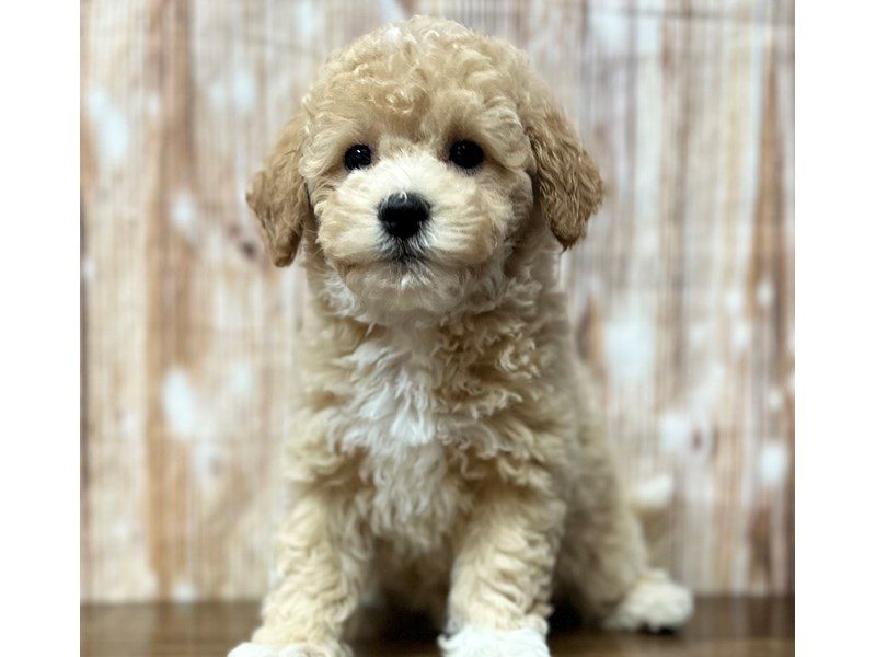 [#3878] Calypso - Apricot Female Bichapoo Puppies for Sale
