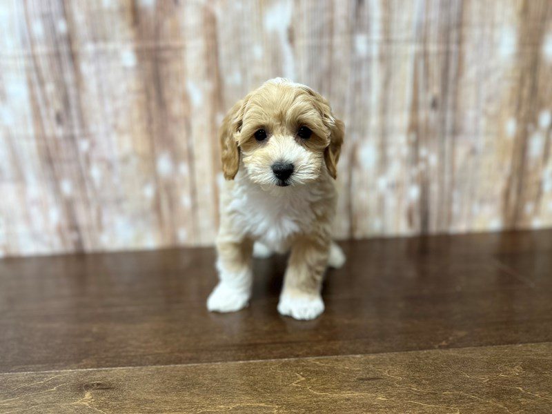 [#3885] Samson - Tan and white Male Morkie (Yorkshire Terrier X Maltese) Puppies for Sale