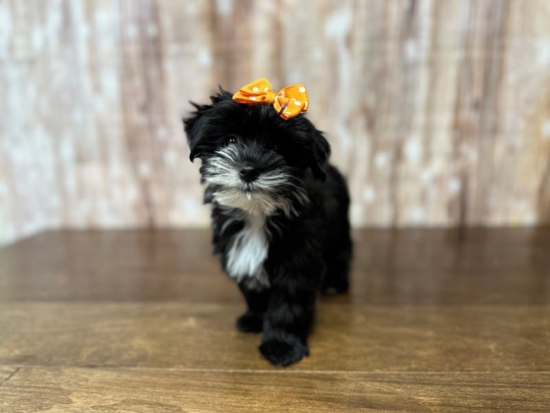 Morkie (Yorkshire Terrier X Maltese) Dog Female Black with white 3887