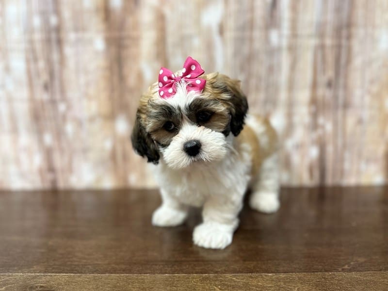 Teddy Bear (Shihchon) Dog Female Brown and white with black 3890